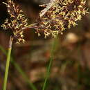 Image of Lepidosperma pubisquameum Steud.