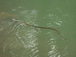 Image of Checkered Keelback Snake