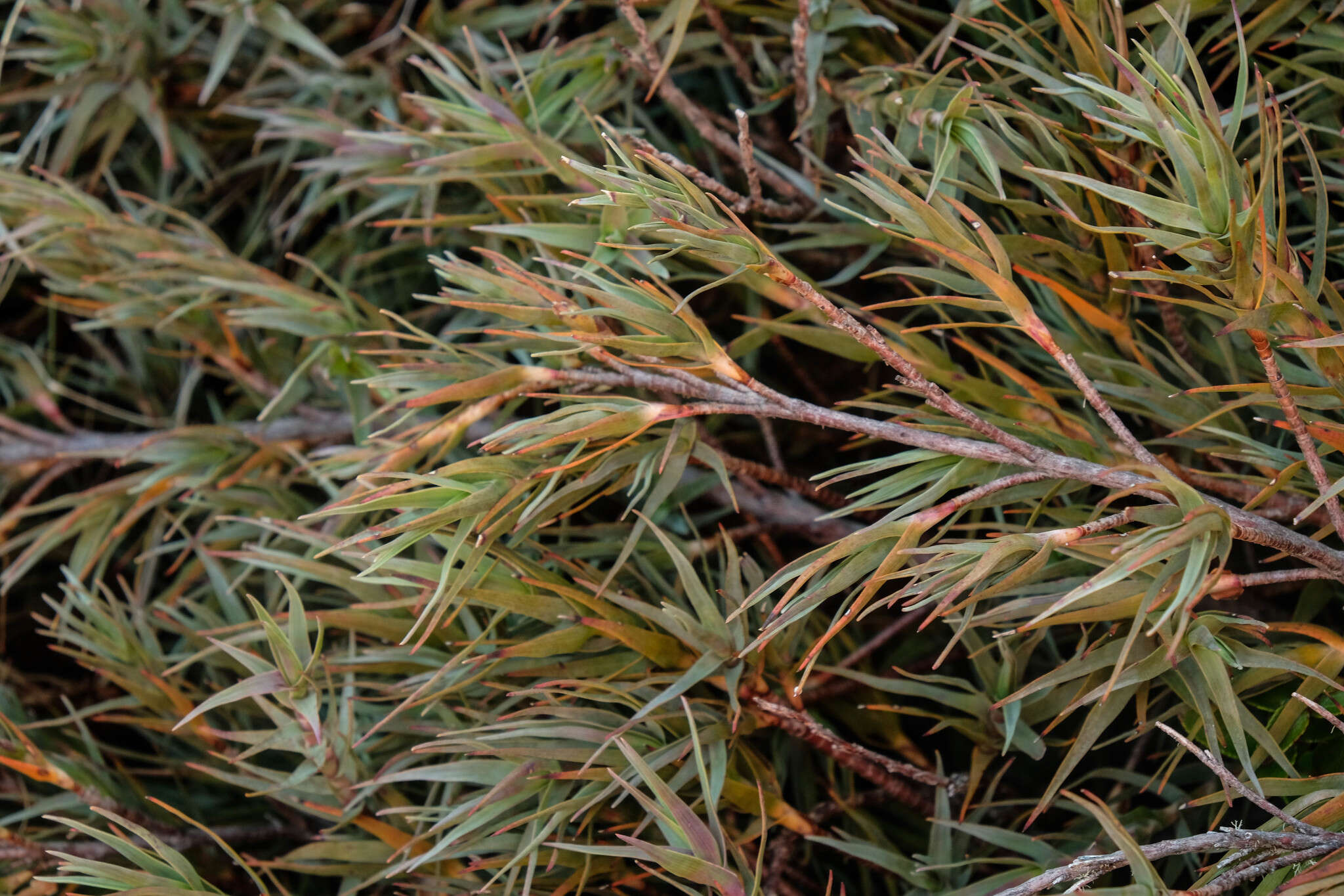 Слика од Dracophyllum kirkii Berggr.