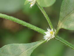 صورة Alternanthera ficoidea (L.) R. Br.