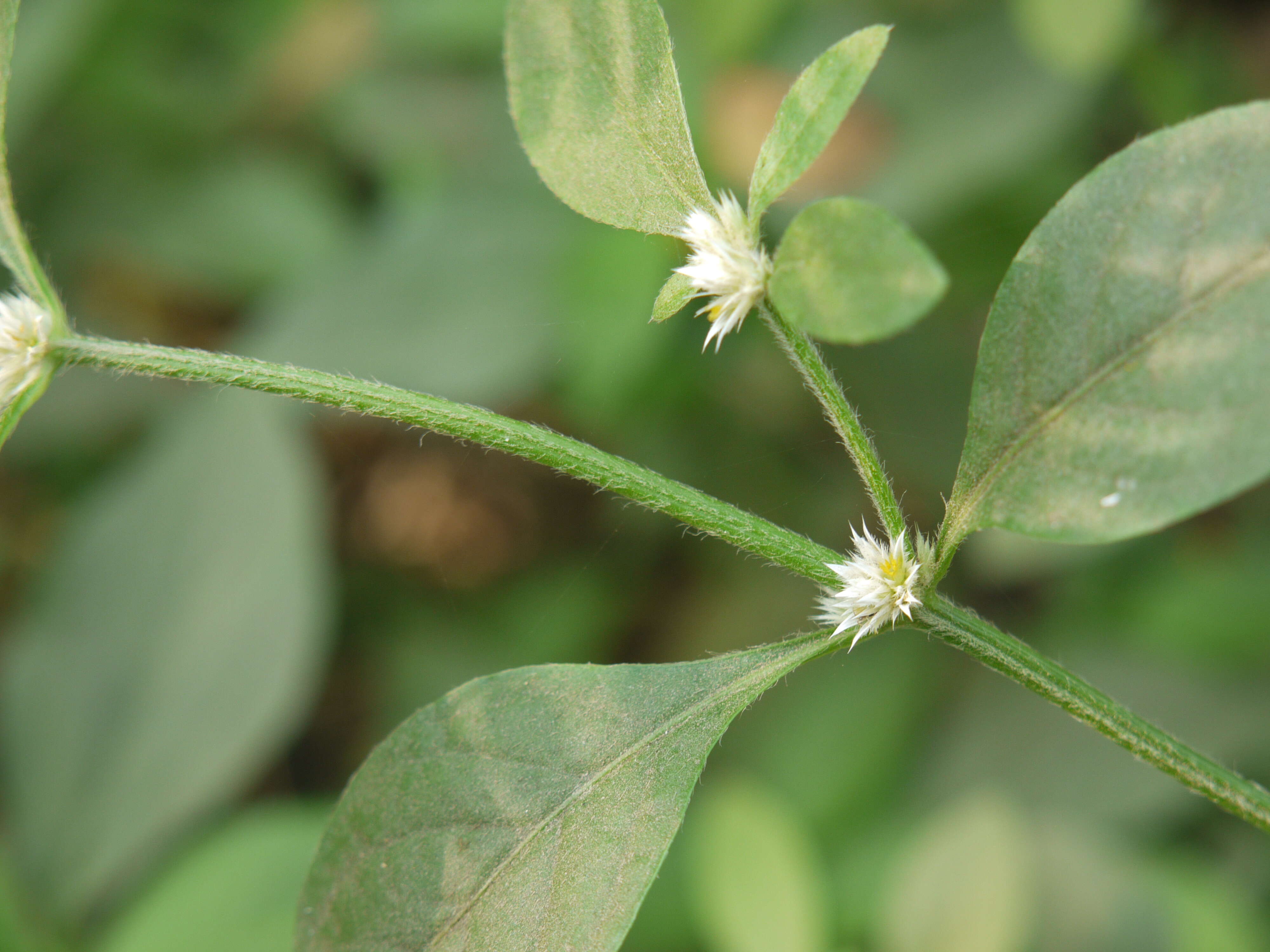 صورة Alternanthera ficoidea (L.) R. Br.