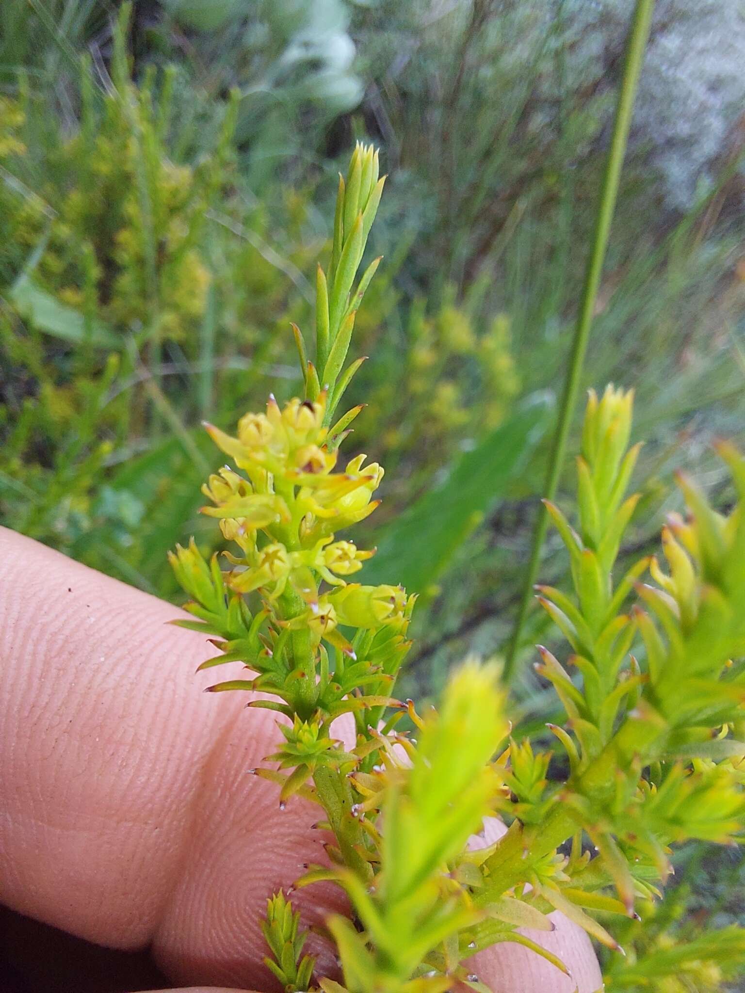 Imagem de Thesium cupressoides A. W. Hill