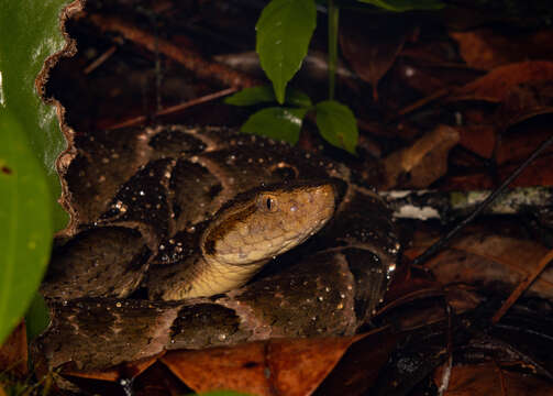 Image of Brazilian Lancehead