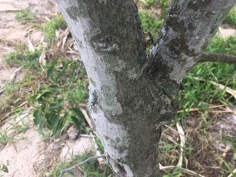 Celtis paniculata (Endl.) Planchon的圖片