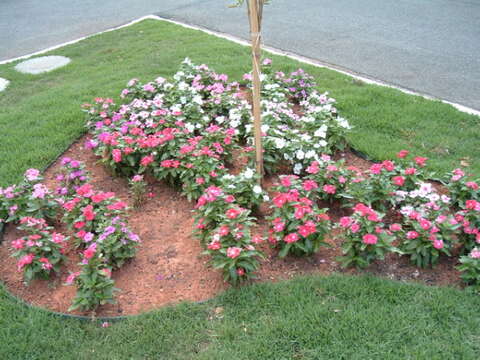 Imagem de Catharanthus roseus (L.) G. Don