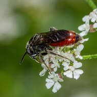 Image of Sphecodes dichrous Smith 1853