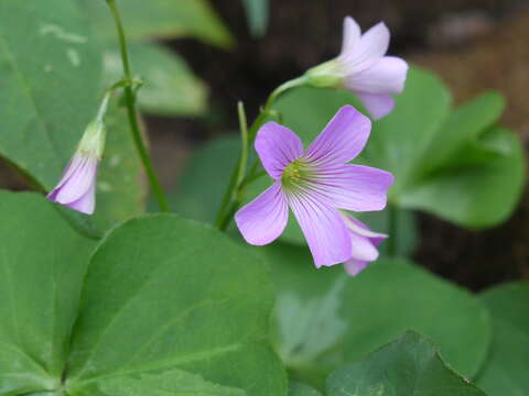 Image of pink woodsorrel