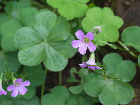 Image of pink woodsorrel