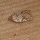 Image of Rusty Oak Button