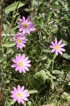 Image of marsh rose gentian