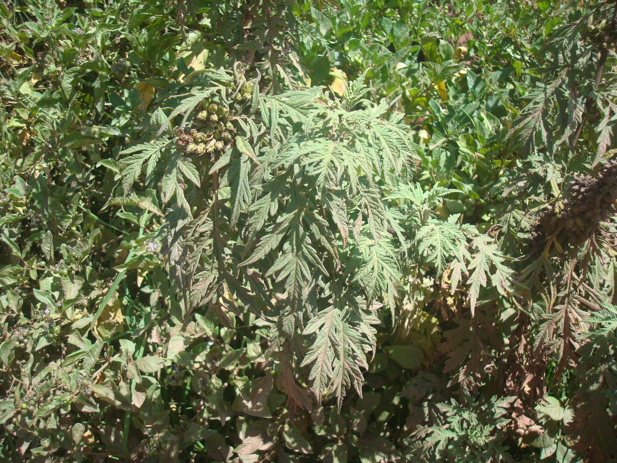 Image of Ambrosia arborescens Mill.