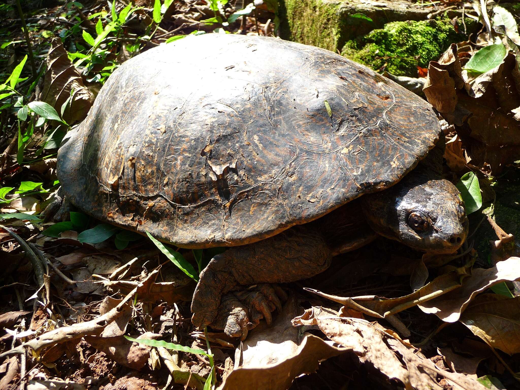 Image of William’s South-American Side-necked Turtle