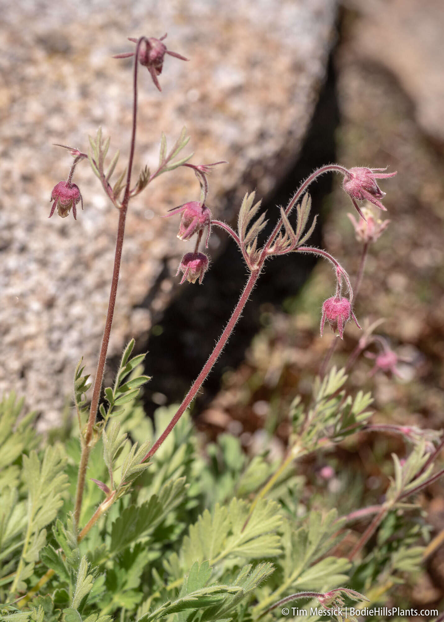 Imagem de Geum triflorum var. ciliatum (Pursh) Fassett