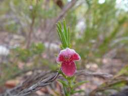 Image of Chloanthes coccinea Bartl.