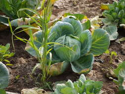 Image of white cabbage