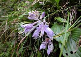 Imagem de Hosta longipes var. longipes