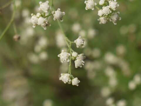 Image of Santa Maria feverfew