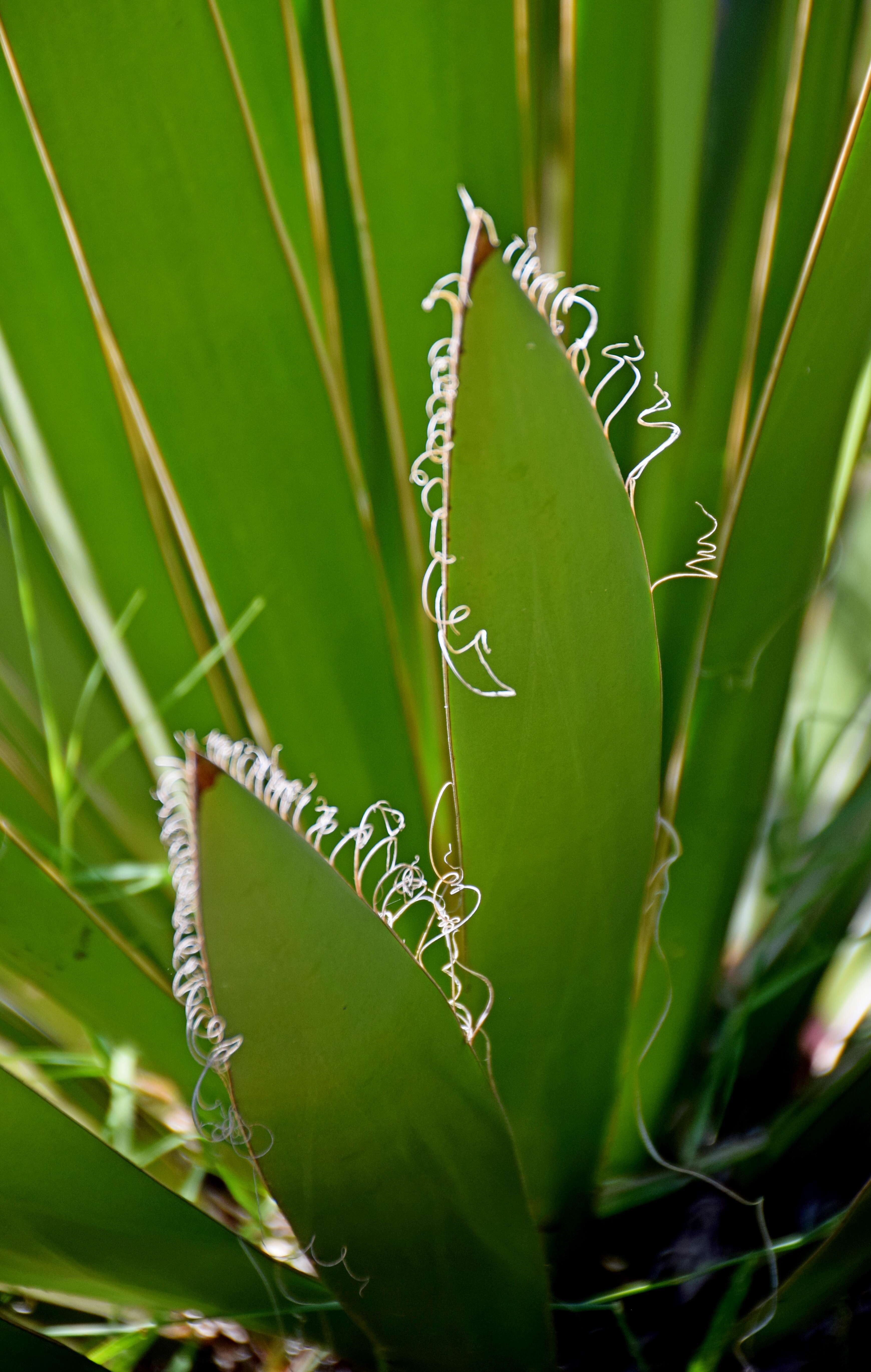 Sivun Yucca carnerosana (Trel.) McKelvey kuva