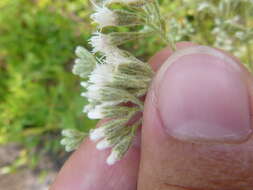 Plancia ëd Eupatorium linearifolium Walt.