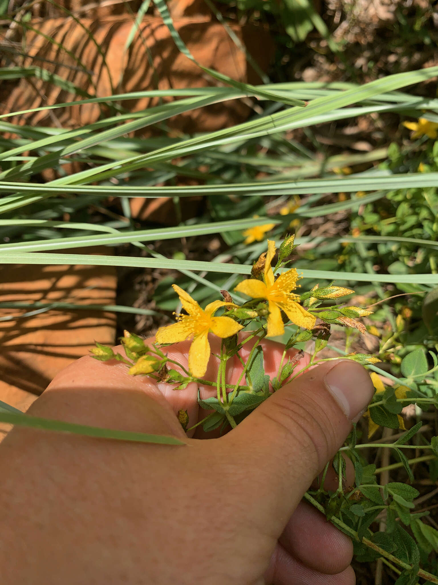 Imagem de Hypericum aethiopicum Thunb.