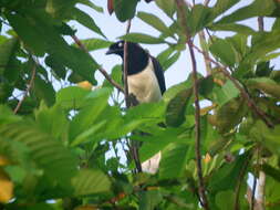 Image of Cyanocorax affinis affinis Pelzeln 1856