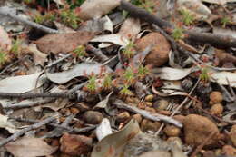 Image of Drosera scorpioides Planch.