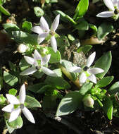 Image of Lobelia sonderiana (Kuntze) Lammers