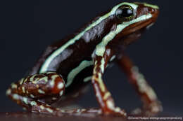 Image of Anthony's Poison-Arrow Frog