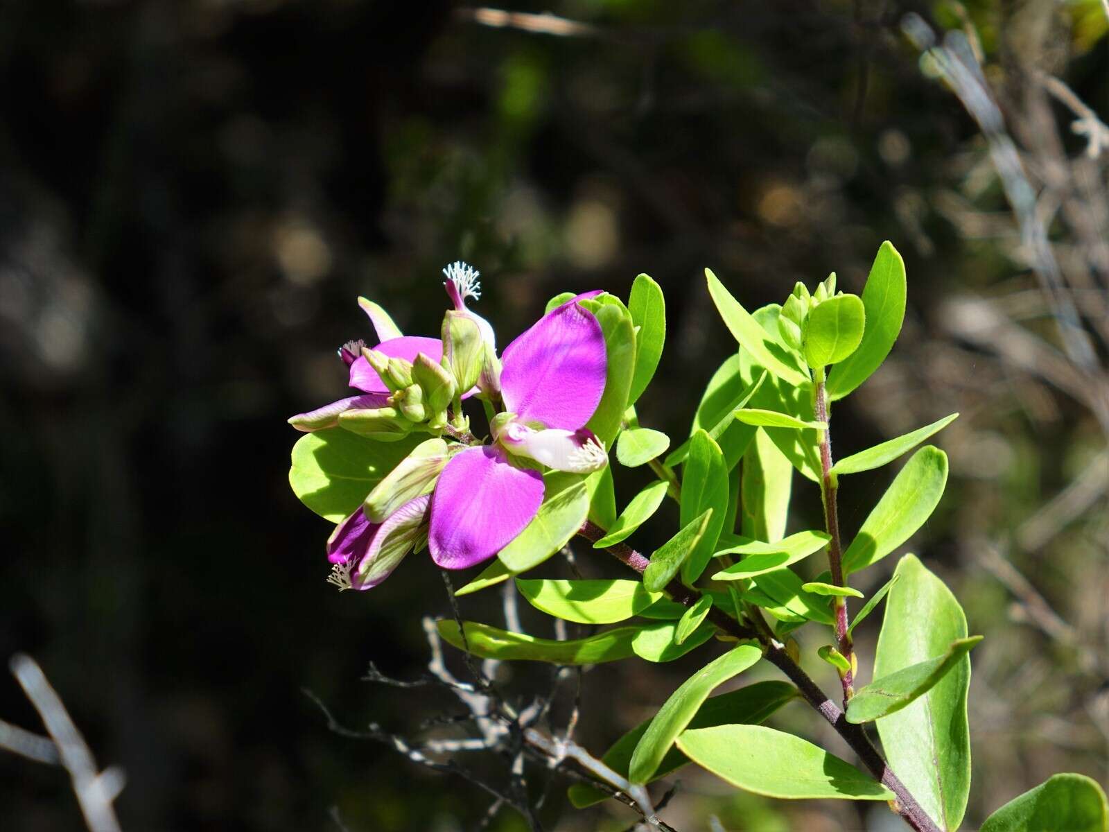 Image of myrtle-leaf milkwort