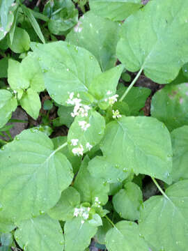 Image of Alpine enchanter’s-nightshade