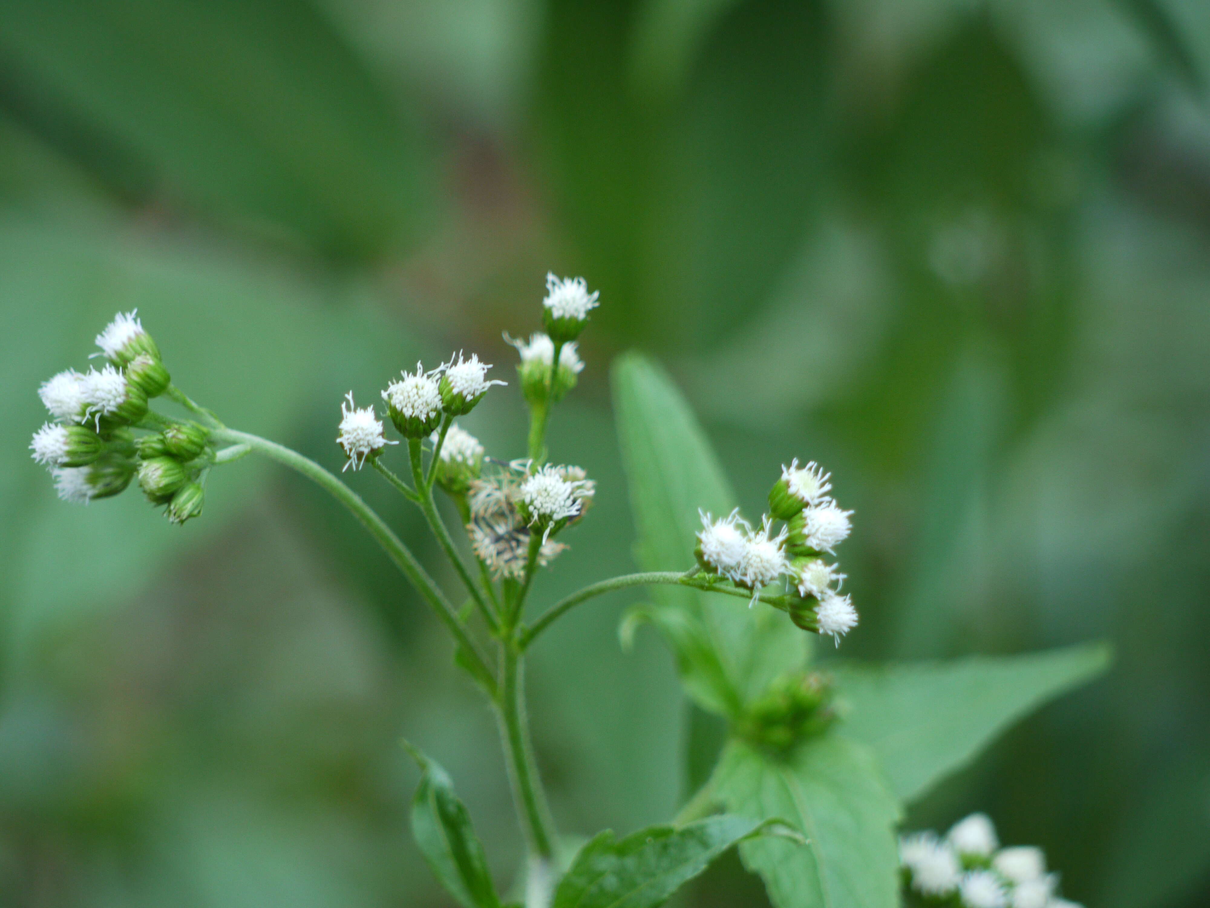 Image of tropical whiteweed