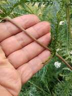 Image of Achillea inundata Kondrat.