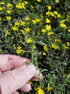 Image of stiffleaf scratchdaisy