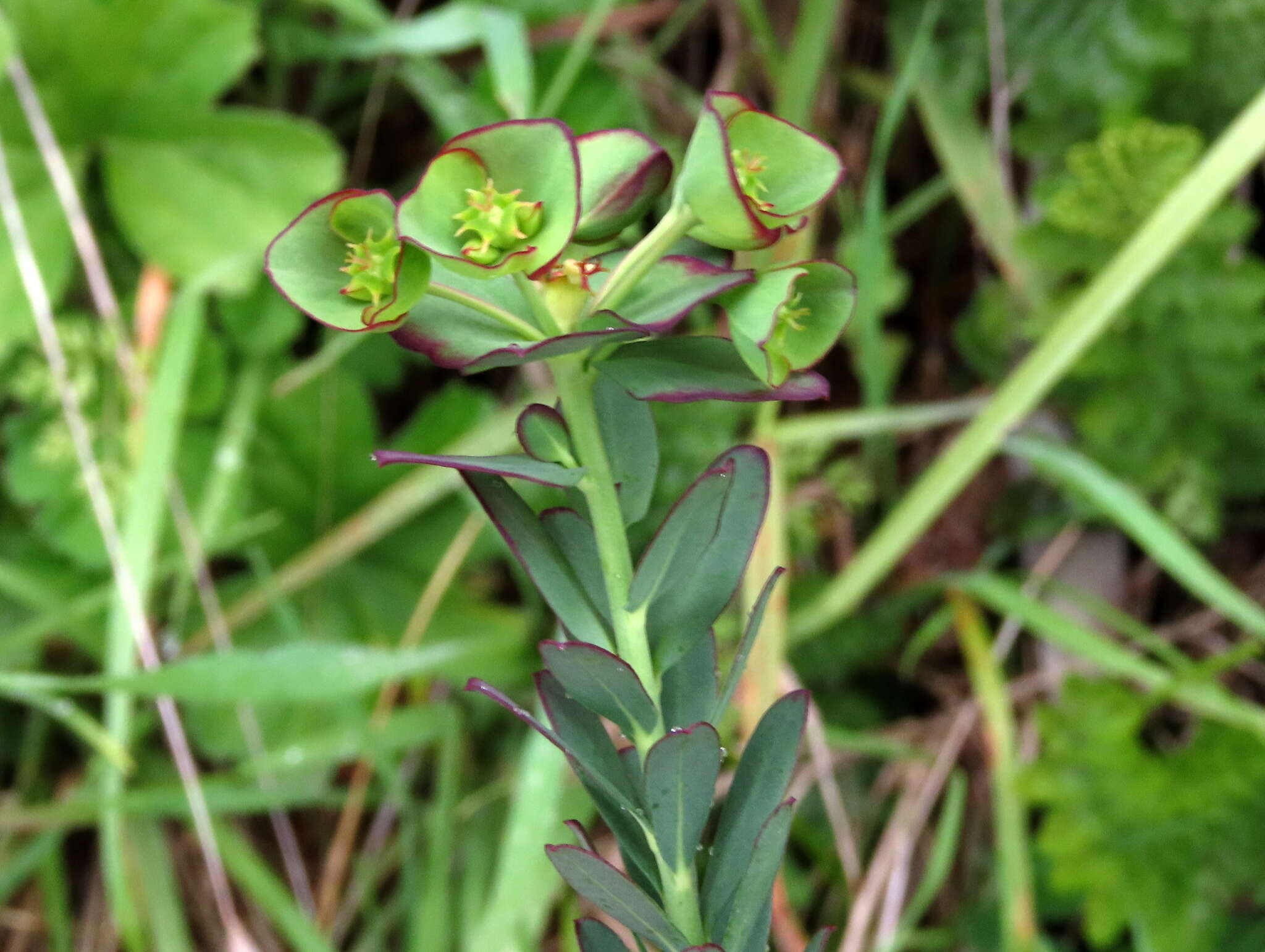 Image of Euphorbia genistoides var. genistoides