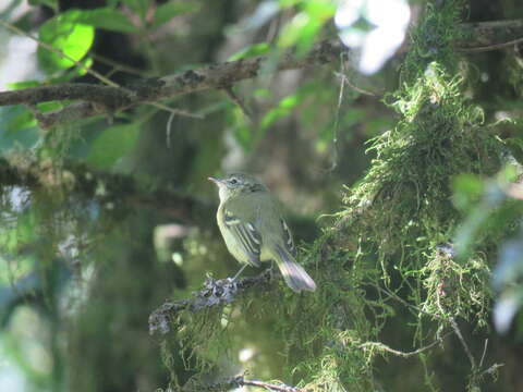 Phylloscartes ventralis (Temminck 1824)的圖片