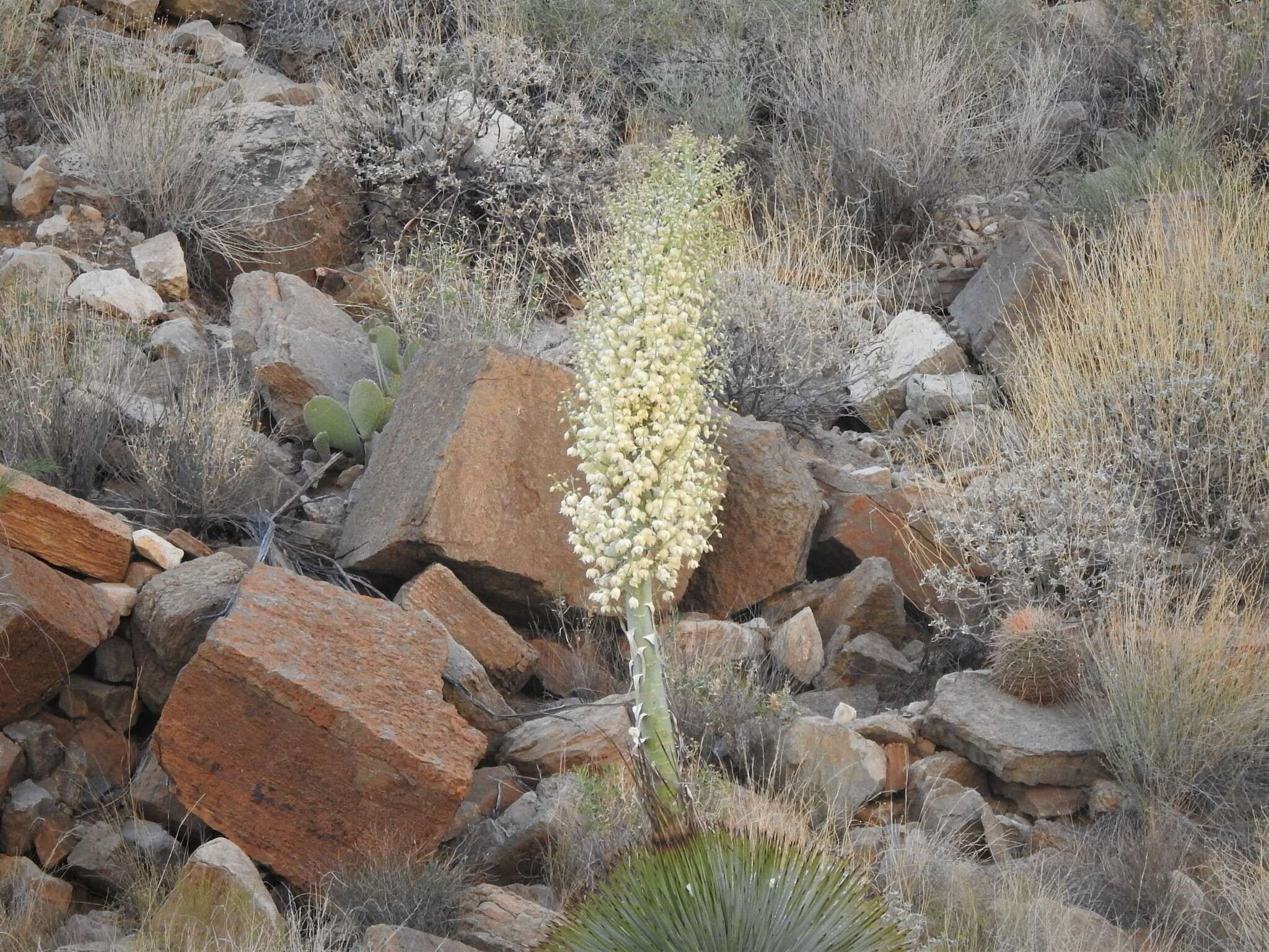 Image of Newberry's yucca; chaparral yucca