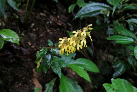 Odontochilus lanceolatus (Lindl.) Blume resmi