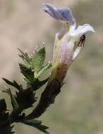 Image of Lobelia thermalis Thunb.