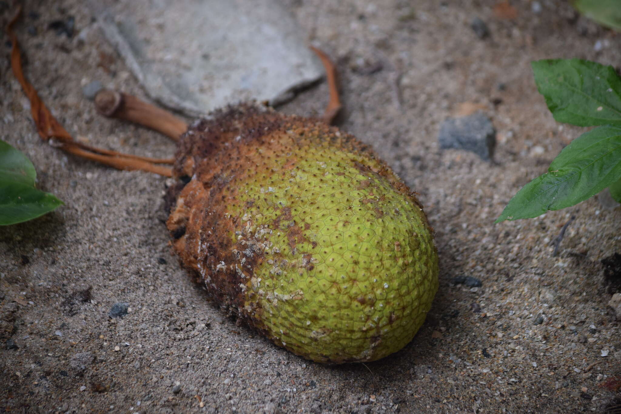 Image de Artocarpus altilis (Parkinson) Fosberg