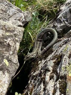 Image of Aran rock lizard