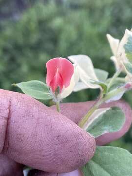 Image of Winged Pea