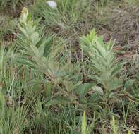 Image of Searsia discolor (E. Mey. ex Sond.) Moffett