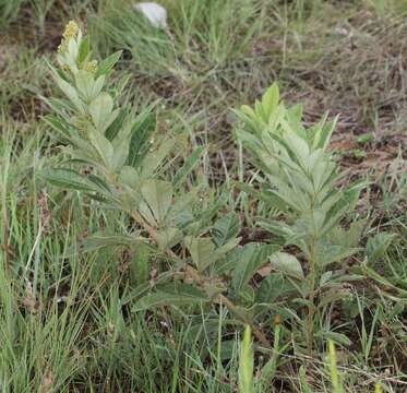 Image of Searsia discolor (E. Mey. ex Sond.) Moffett