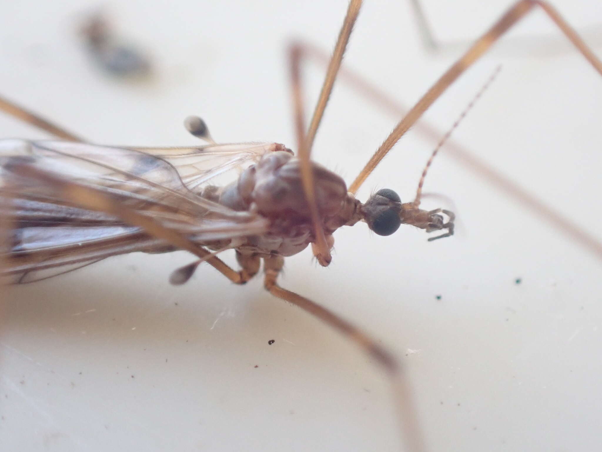 Image of Austrolimnophila (Austrolimnophila) atripes (Alexander 1922)