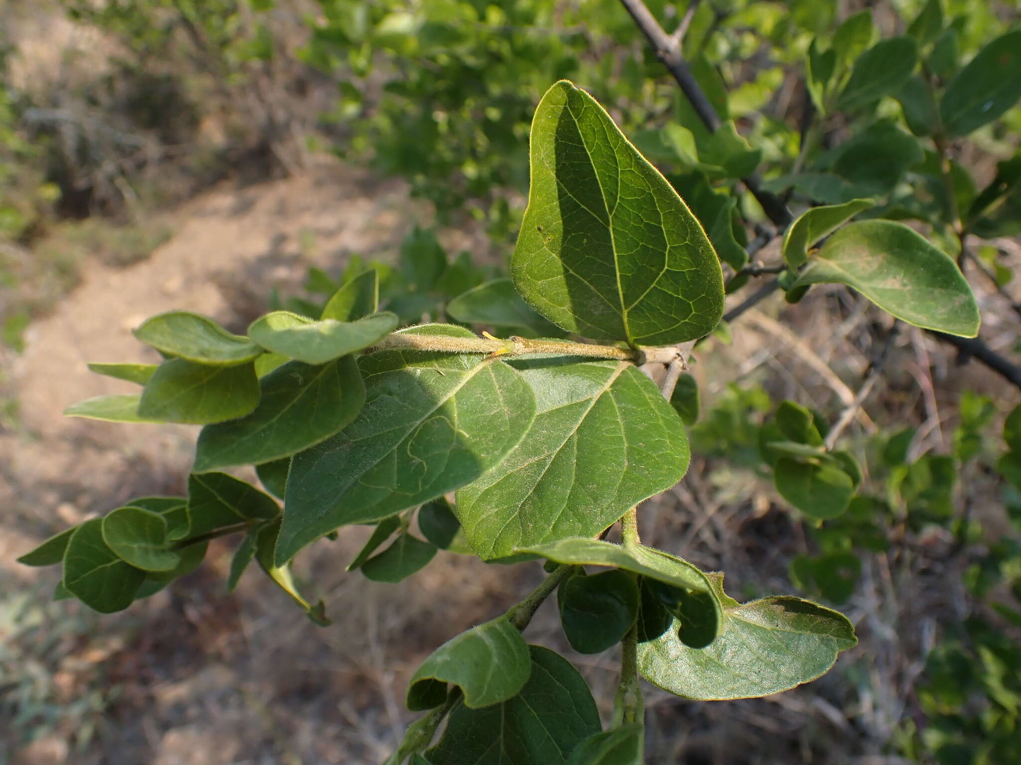 Image of Rock Alder