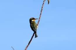 Image of Blue-breasted Bee-eater