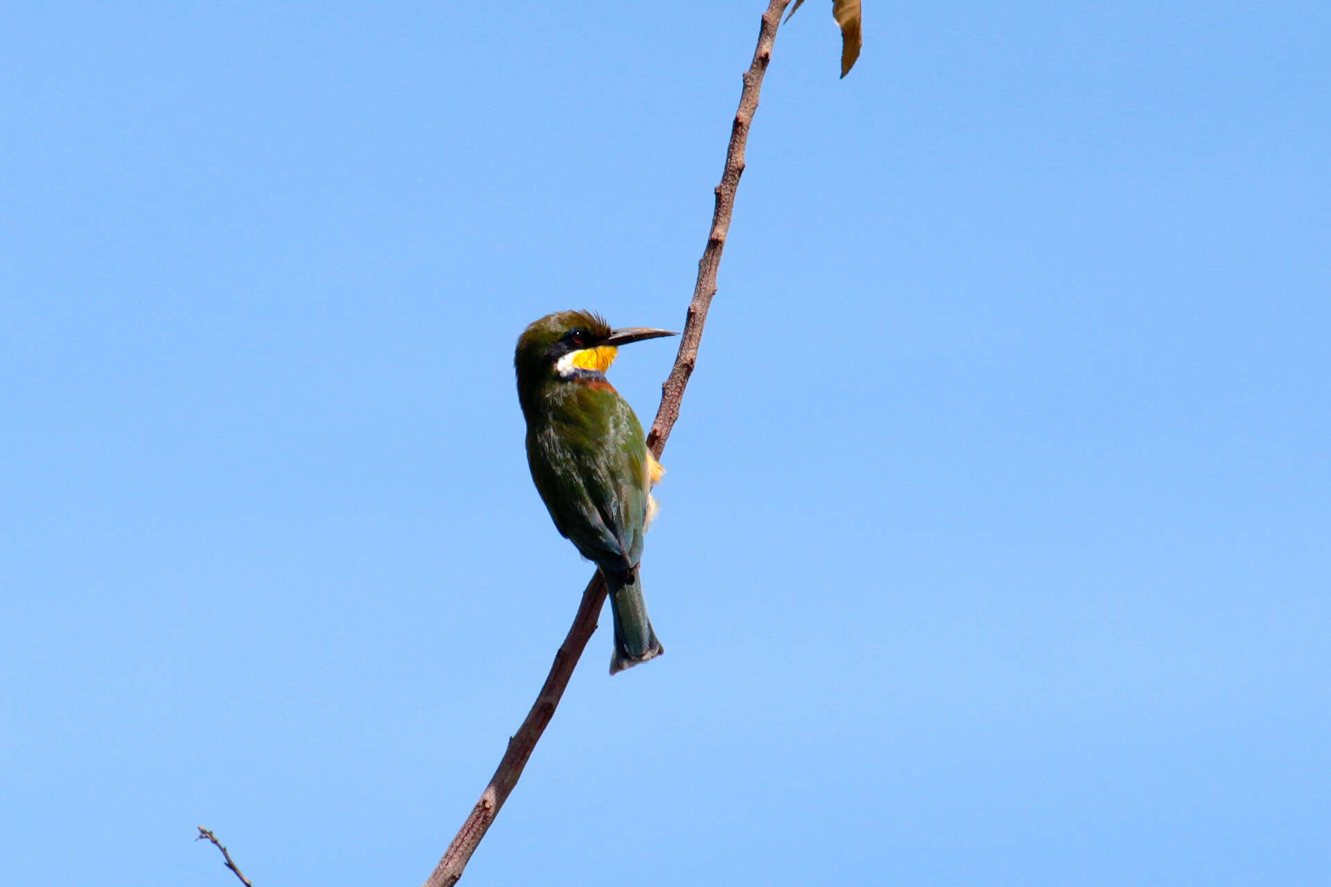 Image of Blue-breasted Bee-eater