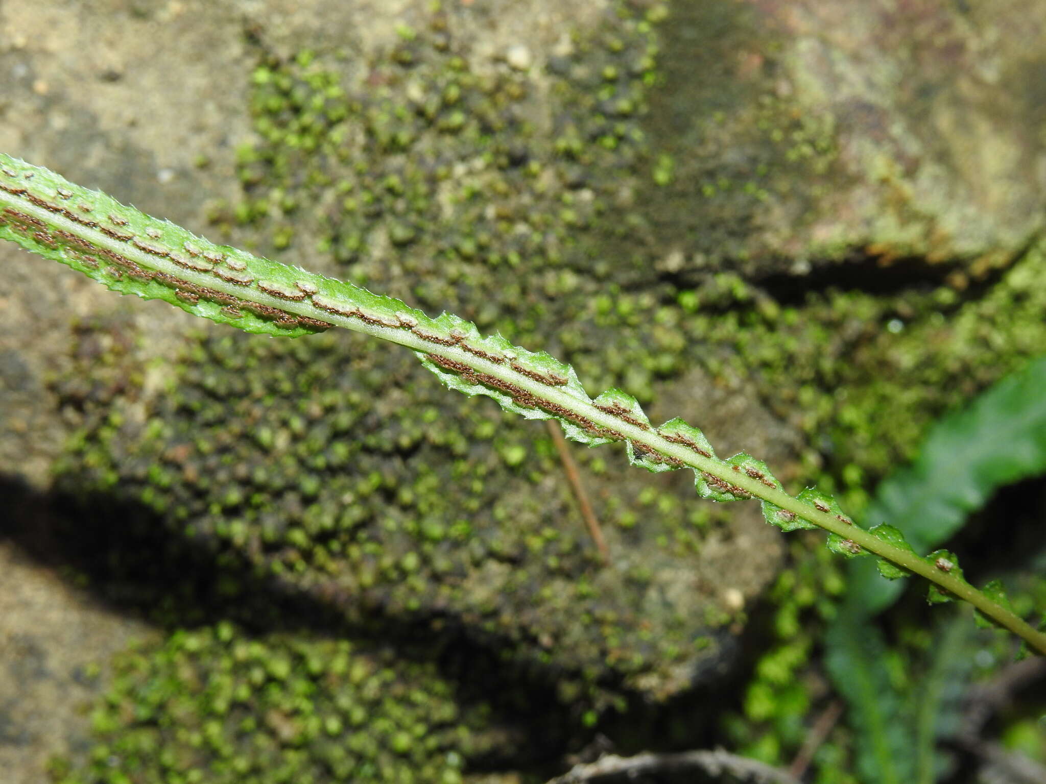 Image of Asplenium attenuatum R. Br.