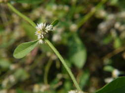 صورة Alternanthera ficoidea (L.) R. Br.