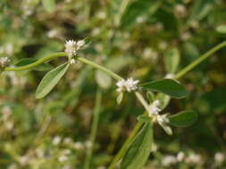 صورة Alternanthera ficoidea (L.) R. Br.